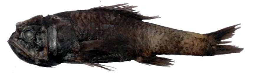 Melamphaes suborbitalis_02.jpg